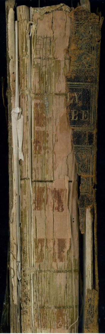 Bible Spine